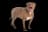 Pit Bull Terrier Americano