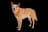 Australian Cattle Dog