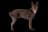 Australian Kelpie