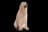Labradoodle australien