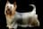 Australian Silky Terrier