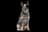 Australian Stumpy Tail Cattle Dog