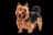 Australian Terrier