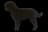 Barbet