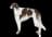 Borzoi