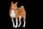 Basenji