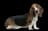 Basset Hound