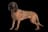 Bayerischer Gebirgsschweißhund