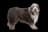Bearded Collie