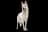White Swiss Shepherd Dog