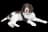 Bernedoodle