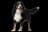 Berner Sennenhund