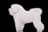 Bichon Frise