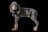Black and Tan Coonhound