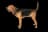 Chien de Saint Hubert