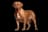 Dogue de Bordeaux