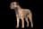 Border Terrier