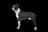Terrier de Boston
