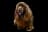 Boykin Spaniel