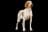 Bracco Italiano
