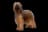 Briard