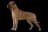 Bullmastiff