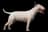 Bull Terrier
