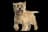 Cairn Terrier