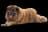 Estrela Mountain Dog