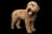 Cavapoo