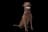 Chesapeake Bay Retriever