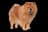 Chow Chow