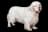 Clumber Spaniel