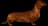 Dachshund