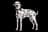 Dalmatian