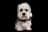 Dandie Dinmont Terrier