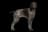 German Shorthaired Pointer