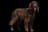 German Longhaired Pointer