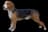 German Hound