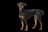 Deutscher Pinscher