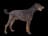 Dobermann