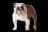 English Bulldog