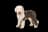 English Shepherd