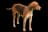 English Foxhound
