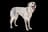 English Setter