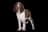 English Springer Spaniel