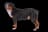 Perro boyero de Entlebuch