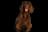 Field Spaniel