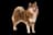 Finnish Lapphund