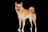Finnish Spitz